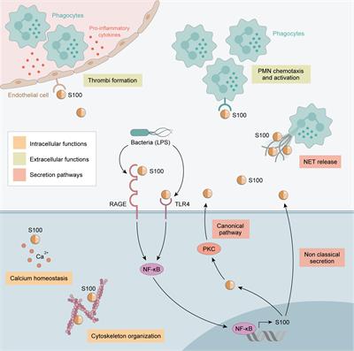 From bench to bedside: Calprotectin (S100A8/S100A9) as a biomarker in rheumatoid arthritis